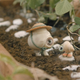 two shells in a garden